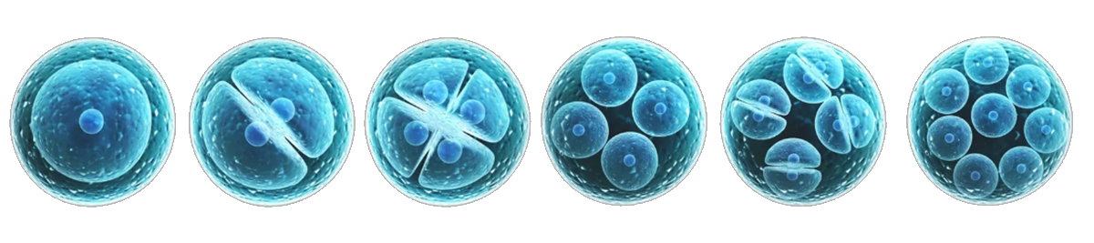 stem cells