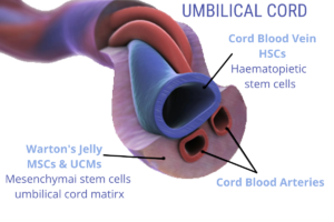 umbilical cord